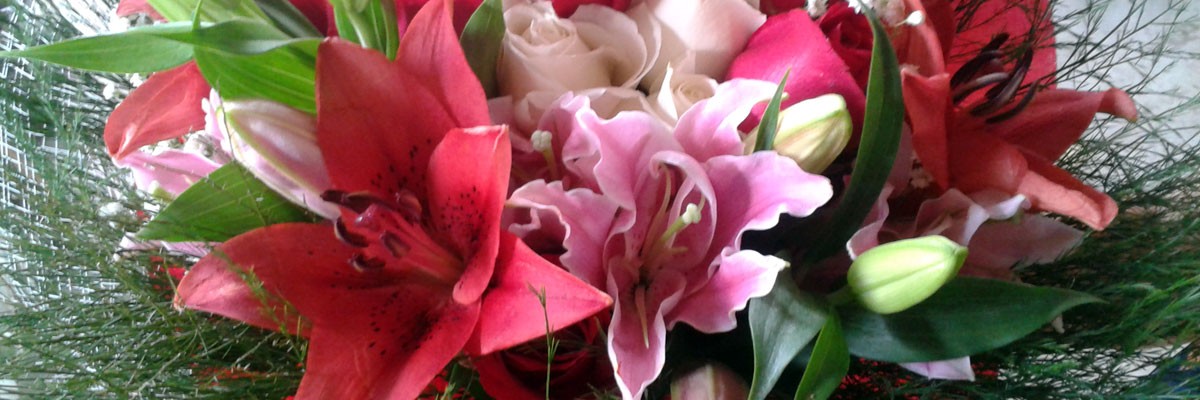 Lojas e produtos de Flores, plantas e animais no Shopping Online